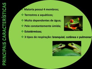  Maioria possui 4 membros;
 Terrestres e aquáticos;
 Muito dependentes de água;
 Pele constantemente úmida;
 Ectotérmicos;
 3 tipos de respiração: branquial, cutânea e pulmonar;
 