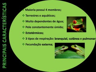  Maioria possui 4 membros;
 Terrestres e aquáticos;
 Muito dependentes de água;
 Pele constantemente úmida;
 Ectotérmicos;
 3 tipos de respiração: branquial, cutânea e pulmonar;
 Fecundação externa;
 