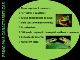 Maioria possui 4 membros;
 Terrestres e aquáticos;
 Muito dependentes de água;
 Pele constantemente úmida;
 Ectotérmicos;
 3 tipos de respiração: branquial, cutânea e pulmonar;
 Fecundação externa;
 Ovos sem casca;
 