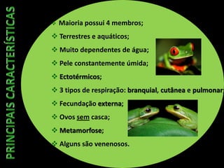  Maioria possui 4 membros;
 Terrestres e aquáticos;
 Muito dependentes de água;
 Pele constantemente úmida;
 Ectotérmicos;
 3 tipos de respiração: branquial, cutânea e pulmonar;
 Fecundação externa;
 Ovos sem casca;
 Metamorfose;
 Alguns são venenosos.
 