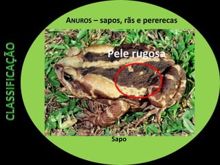 ANUROS – sapos, rãs e pererecas
Sapo
Pele rugosa
http://1.bp.blogspot.com/_LzmWMOfc4Cc/S-GyH1KqTAI/AAAAAAAAAVo/5aZdmHS1IJQ/s1600/Sapo-cururu+%282%29.jpg
 