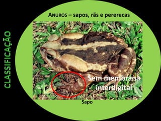 ANUROS – sapos, rãs e pererecas
Sapo
Sem membrana
interdigital
 