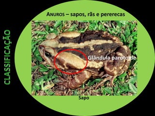 ANUROS – sapos, rãs e pererecas
Sapo
Glândula parotoide
 
