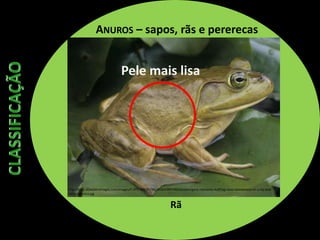 ANUROS – sapos, rãs e pererecas
Rã
Pele mais lisa
http://imgc.allpostersimages.com/images/P-473-488-90/38/3816/61BYF00Z/posters/gary-meszaros-bullfrog-rana-catesbeiana-on-a-lily-pad-
north-america.jpg
 