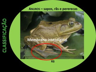 ANUROS – sapos, rãs e pererecas
Rã
Membrana interdigital
http://imgc.allpostersimages.com/images/P-473-488-90/38/3816/61BYF00Z/posters/gary-meszaros-bullfrog-rana-catesbeiana-on-a-lily-pad-
north-america.jpg
 