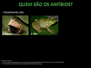 • Atualmente são:
1- Sapos
Créditos das imagens:
1 – http://images.nationalgeographic.com/wpf/media-live/photos/000/004/cache/amazon-horned-frog_443_600x450.jpg
2 – http://www.fcps.edu/islandcreekes/ecology/Amphibians/Bullfrog/bull2.jpg
2- Rãs
 