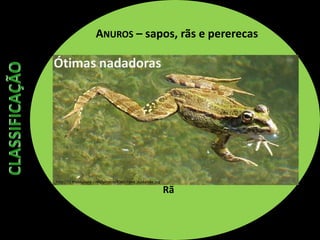 ANUROS – sapos, rãs e pererecas
Rã
Ótimas nadadoras
http://i1.treknature.com/photos/4365/rana_nadando.jpg
 