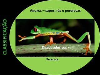 ANUROS – sapos, rãs e pererecas
Perereca
Discos adesivos
http://4.bp.blogspot.com/_q-SGvC-JLcE/TAKbMFsvERI/AAAAAAAAamE/gcRw-nT5rHo/s1600/frog_1639733i.jpg
 