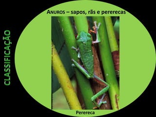 ANUROS – sapos, rãs e pererecas
Perereca
http://www.wildherps.com/images/herps/standard/red-eye_climbing_back.jpg
 