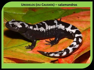URODELOS (OU CAUDATA) – salamandras
http://wildsouth.org/wp-content/uploads/2013/03/Marbled-Salamander.jpg
 