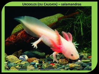 http://4.bp.blogspot.com/-QP3F2BU2t4c/TutZnTQzpDI/AAAAAAAACk0/6gyZV1mqkds/s1600/Axolotl7.jpg
URODELOS (OU CAUDATA) – salamandras
 