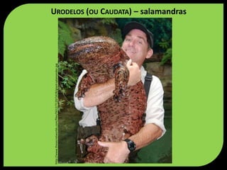 http://www.thesecretworlds.com/files/5612/7120/1628/giant-salamander.jpg
URODELOS (OU CAUDATA) – salamandras
 