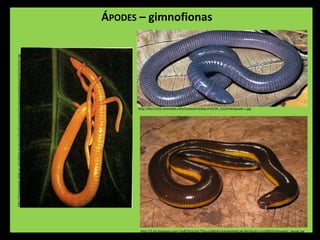 ÁPODES – gimnofionas
http://bio1151b.nicerweb.com/Locked/media/ch34/34_21cOrderApoda-L.jpg
http://homepages.abdn.ac.uk/nathist.museum/classify/animalia/chordata/amphibia/apoda/caecilian.jpg
http://2.bp.blogspot.com/-Gv8TdLQcloE/T0ousU86HhI/AAAAAAAALAk/WrijbUEii-s/s1600/Ichthyophis_davidi.jpg
 
