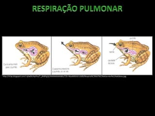 http://4.bp.blogspot.com/-qSw0iLHqVho/T_jNiBPg3jI/AAAAAAAAA8U/TZh-MyxMXG4/s1600/Respira%C3%A7%C3%A3o+Anf%C3%ADbios.jpg
 