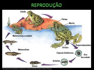 http://www2.ibb.unesp.br/Museu_Escola/Ensino_Fundamental/Origami/Imagens/anfibios/Anfibio.jpg
 