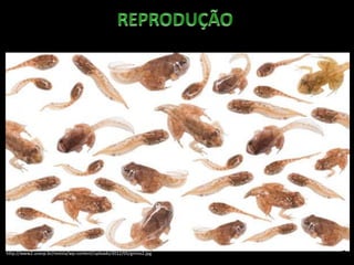 http://www2.unesp.br/revista/wp-content/uploads/2012/05/girino2.jpg
 