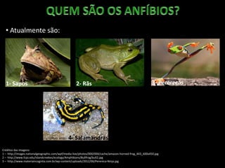 • Atualmente são:
1- Sapos
Créditos das imagens:
1 – http://images.nationalgeographic.com/wpf/media-live/photos/000/004/cache/amazon-horned-frog_443_600x450.jpg
2 – http://www.fcps.edu/islandcreekes/ecology/Amphibians/Bullfrog/bull2.jpg
3 – http://www.materiaincognita.com.br/wp-content/uploads/2012/06/Perereca-Ninja.jpg
2- Rãs 3- Pererecas
4- Salamandras
 