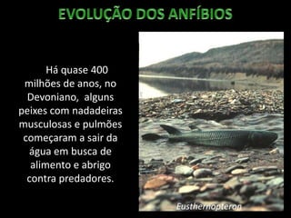 Há quase 400
milhões de anos, no
Devoniano, alguns
peixes com nadadeiras
musculosas e pulmões
começaram a sair da
água em busca de
alimento e abrigo
contra predadores.
Eusthernopteron
http://www.miguasha.ca/mig-img/mig_eusthenopteron-eau-terre_g.jpg
 