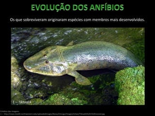 Os que sobreviveram originaram espécies com membros mais desenvolvidos.
Créditos das imagens:
1 – http://news.medill.northwestern.edu/uploadedImages/News/Chicago/Images/Urban/Tiktaalik%201%20resized.jpg
1 – Tiktaalik
 
