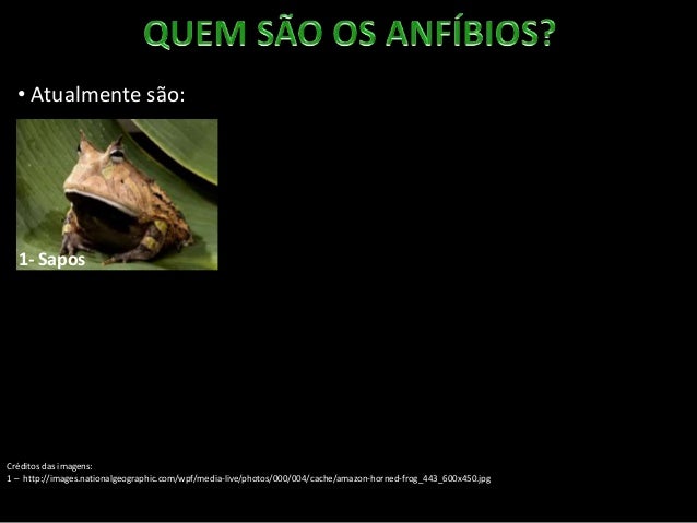 anfíbios