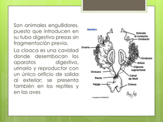 Son animales engullidores,
puesto que introducen en
su tubo digestivo presas sin
fragmentación previa.
La cloaca es una cavidad
donde desembocan los
aparatos digestivo,
urinario y reproductor con
un único orificio de salida
al exterior; se presenta
también en los reptiles y
en las aves
 