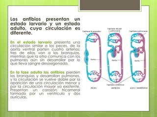 Los anfibios presentan un
estado larvario y un estado
adulto, cuya circulación es
diferente.
En el estado larvario presenta una
circulación similar a los peces, de la
aorta ventral parten cuatro arterias;
tres de ellas van a las branquias,
mientras que la otra comunica con los
pulmones aún sin desarrollar por lo
que lleva sangre desoxigenada.
En la fase adulta los anfibios pierden
las branquias y desarrollan pulmones,
y la circulación se vuelve doble por la
aparición de una circulación menor y
por la circulación mayor ya existente.
Presentan un corazón tricameral
formado por un ventrículo y dos
aurículas.
 