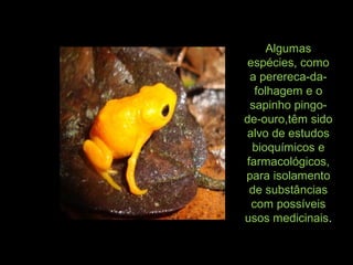 Algumas
espécies, como
a perereca-da-
folhagem e o
sapinho pingo-
de-ouro,têm sido
alvo de estudos
bioquímicos e
farmacológicos,
para isolamento
de substâncias
com possíveis
usos medicinais.
 