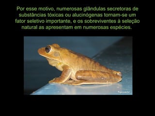 Por esse motivo, numerosas glândulas secretoras de
substâncias tóxicas ou alucinógenas tornam-se um
fator seletivo importante, e os sobreviventes à seleção
natural as apresentam em numerosas espécies.
 