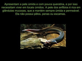 Apresentam a pele úmida e com pouca queratina, e por isso
necessitam viver em locais úmidos. A pele dos anfíbios é rica em
glândulas mucosas, que a mantém sempre úmida e permeável.
Ela não possui pêlos, penas ou escamas.
 