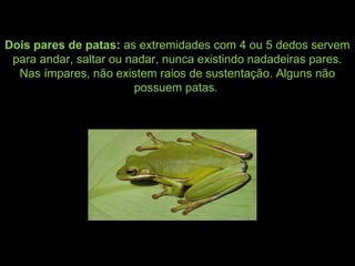 Dois pares de patas: as extremidades com 4 ou 5 dedos servem
para andar, saltar ou nadar, nunca existindo nadadeiras pares.
Nas ímpares, não existem raios de sustentação. Alguns não
possuem patas.
 