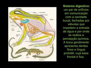 Sistema digestivo:
um par de orifícios
em comunicação
com a cavidade
bucal, fechadas por
válvulas que
impedem a entrada
de água e por onde
se realiza a
percepção química.
A boca geralmente
apresenta dentes
finos e língua
protrátil, cuja base
frontal é fixa.
 
