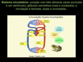 Sistema circulatório: coração com três câmaras (duas aurículas
e um ventrículo), glóbulos vermelhos ovais e nucleados; a
circulação é fechada, dupla e incompleta.
 