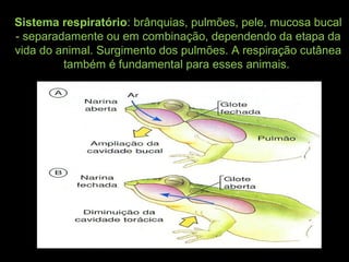 Sistema respiratório: brânquias, pulmões, pele, mucosa bucal
- separadamente ou em combinação, dependendo da etapa da
vida do animal. Surgimento dos pulmões. A respiração cutânea
também é fundamental para esses animais.
 