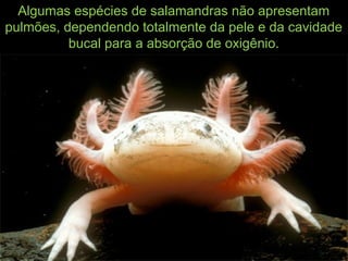 Algumas espécies de salamandras não apresentam
pulmões, dependendo totalmente da pele e da cavidade
bucal para a absorção de oxigênio.
 