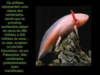 Os anfíbios
representam uma
classe dos
vertebrados,
sendo que os
primeiros
conhecidos datam
de cerca de 280
milhões a 300
milhões de anos -
ou seja, surgiram
no período
Devoniano, na era
Paleozóica. São
vertebrados
gnatostomados
(com
mandíbulas),
 