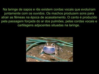 Na laringe de sapos e rãs existem cordas vocais que evoluíram
juntamente com os ouvidos. Os machos produzem sons para
atrair as fêmeas na época de acasalamento. O canto é produzido
pela passagem forçada do ar dos pulmões, pelas cordas vocais e
cartilagens adjacentes situadas na laringe.
 