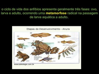 o ciclo de vida dos anfíbios apresenta geralmente três fases: ovo,
larva e adulto, ocorrendo uma metamorfose radical na passagem
de larva aquática a adulto.
 
