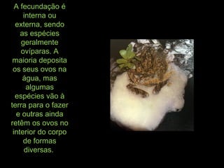 A fecundação é
interna ou
externa, sendo
as espécies
geralmente
ovíparas. A
maioria deposita
os seus ovos na
água, mas
algumas
espécies vão à
terra para o fazer
e outras ainda
retêm os ovos no
interior do corpo
de formas
diversas.
 
