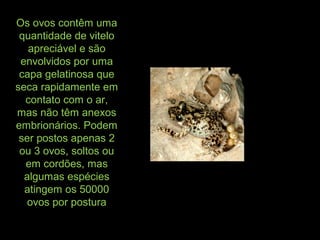 Os ovos contêm uma
quantidade de vitelo
apreciável e são
envolvidos por uma
capa gelatinosa que
seca rapidamente em
contato com o ar,
mas não têm anexos
embrionários. Podem
ser postos apenas 2
ou 3 ovos, soltos ou
em cordões, mas
algumas espécies
atingem os 50000
ovos por postura
 