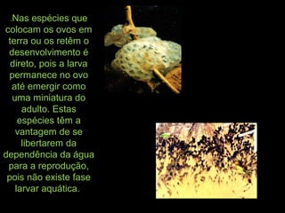 .Nas espécies que
colocam os ovos em
terra ou os retêm o
desenvolvimento é
direto, pois a larva
permanece no ovo
até emergir como
uma miniatura do
adulto. Estas
espécies têm a
vantagem de se
libertarem da
dependência da água
para a reprodução,
pois não existe fase
larvar aquática.
 