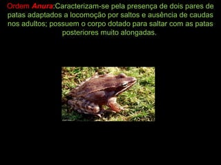 Ordem Anura:Caracterizam-se pela presença de dois pares de
patas adaptados a locomoção por saltos e ausência de caudas
nos adultos; possuem o corpo dotado para saltar com as patas
posteriores muito alongadas.
 