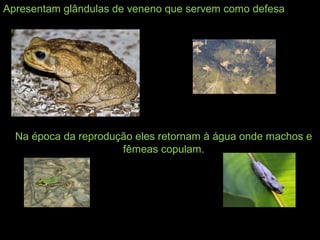 Apresentam glândulas de veneno que servem como defesa
Na época da reprodução eles retornam à água onde machos e
fêmeas copulam.
 