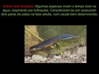 Ordem dos Urodelos: Algumas espécies vivem o tempo todo na
água, respirando por brânquias. Caracterizam-se por possuírem
dois pares de patas na fase adulta, com cauda bem desenvolvida.
 
