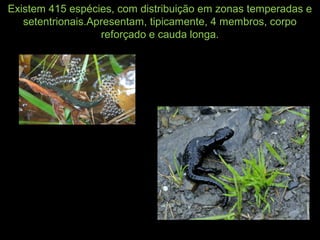 Existem 415 espécies, com distribuição em zonas temperadas e
setentrionais.Apresentam, tipicamente, 4 membros, corpo
reforçado e cauda longa.
 