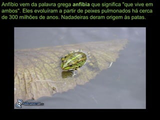 Anfíbio vem da palavra grega anfibia que significa "que vive em
ambos". Eles evoluíram a partir de peixes pulmonados há cerca
de 300 milhões de anos. Nadadeiras deram origem às patas.
 