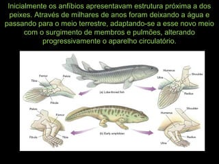 Inicialmente os anfíbios apresentavam estrutura próxima a dos
peixes. Através de milhares de anos foram deixando a água e
passando para o meio terrestre, adaptando-se a esse novo meio
com o surgimento de membros e pulmões, alterando
progressivamente o aparelho circulatório.
 