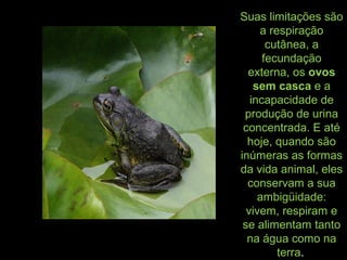 Suas limitações são
a respiração
cutânea, a
fecundação
externa, os ovos
sem casca e a
incapacidade de
produção de urina
concentrada. E até
hoje, quando são
inúmeras as formas
da vida animal, eles
conservam a sua
ambigüidade:
vivem, respiram e
se alimentam tanto
na água como na
terra.
 