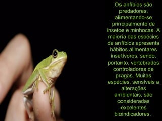 Os anfíbios são
predadores,
alimentando-se
principalmente de
insetos e minhocas. A
maioria das espécies
de anfíbios apresenta
hábitos alimentares
insetívoros, sendo,
portanto, vertebrados
controladores de
pragas. Muitas
espécies, sensíveis a
alterações
ambientais, são
consideradas
excelentes
bioindicadores.
 