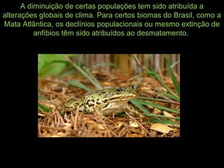 A diminuição de certas populações tem sido atribuída a
alterações globais de clima. Para certos biomas do Brasil, como a
Mata Atlântica, os declínios populacionais ou mesmo extinção de
anfíbios têm sido atribuídos ao desmatamento.
 