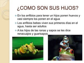 ¿COMO SON SUS HIJOS?
 En

los anfibios para tener un hijos ponen huevos y
casi siempre los ponen en el agua
 Los anfibios bebes viven sus primeros días en el
agua, hasta ser adultos
 A los hijos de las ranas y sapos se les dice
renacuajos y guarisapos

 